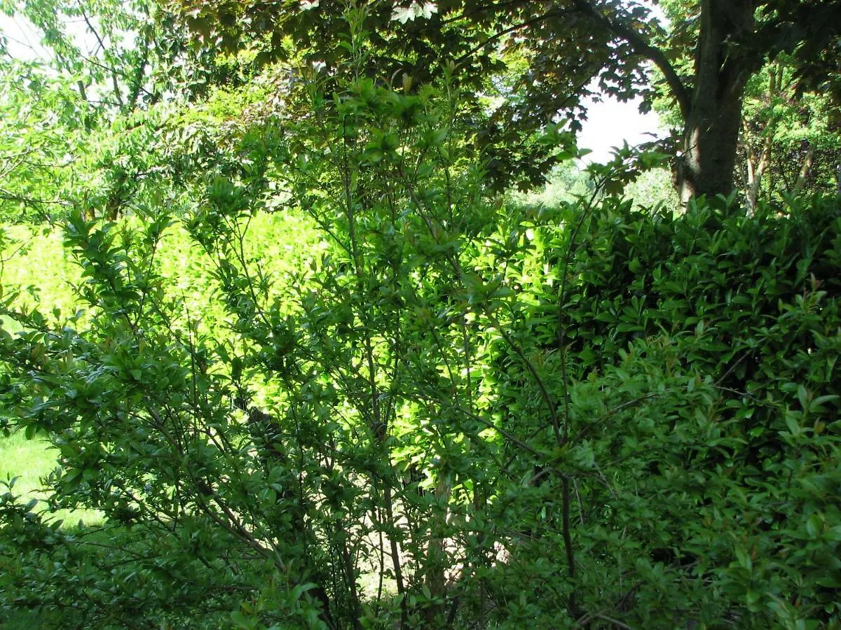 B&B Il Glicine di Basiglio Bed & Breakfast